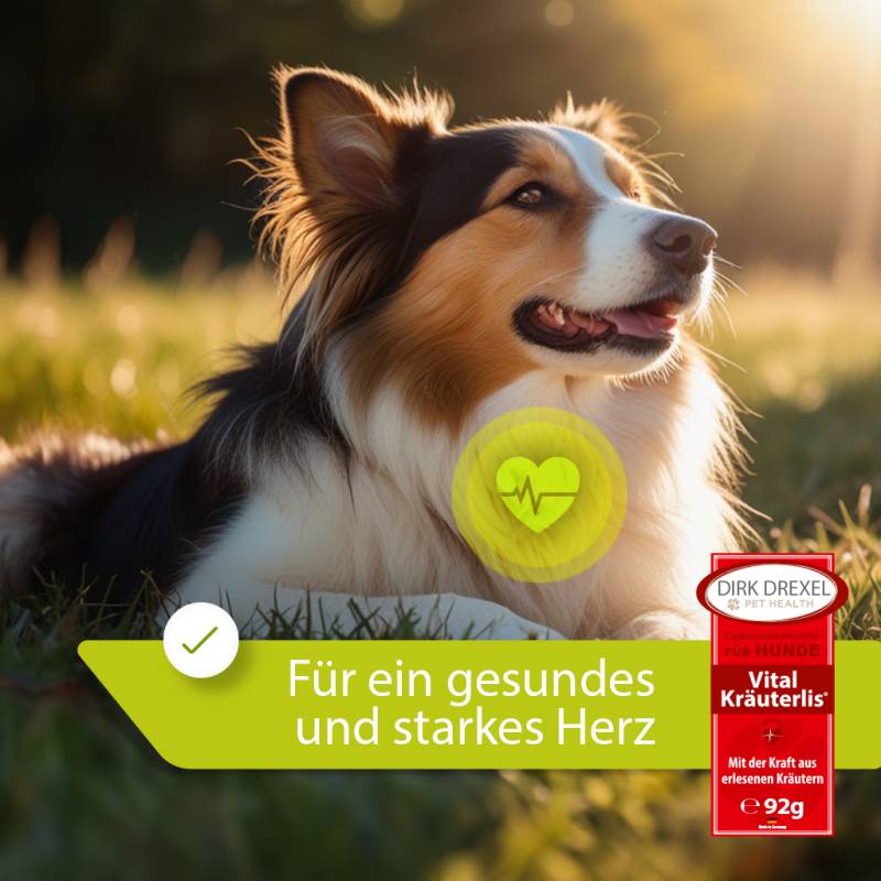 Senior Booster Hunde