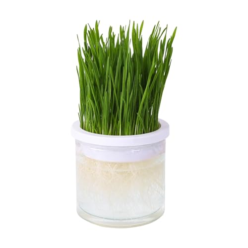 Cat Grass Pflanzer-Clear Hydroponic Pot, Pet Cat Grass Pot, Mit Keimungsschale Für Innen- Und Außengebrauch | Katzenfreundliche Hydroponik-Kultivierungssystem, Leicht Zu Erzeugendes Cat-Gras-Wachstums von brooksnaji