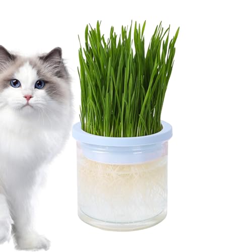 Katzenglas Pflanzer-Transparent Hydroponics Kultivierungstopf, Innen- Und Außenkatkatze, Pet Accessoires | Katzenglas- Mit Keimtablett, Leicht Zu Erzeugendes Katzengras-Kit, Geschenke Für Katzen, von brooksnaji