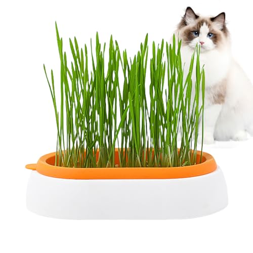 caits Rasentopf für Katzen im Innenbereich, Graswanne für Katzen, Hunde und andere Haustiere, für den Innen- und Außenbereich, Grasbox für Katzen für Zimmerpflanzen von caits