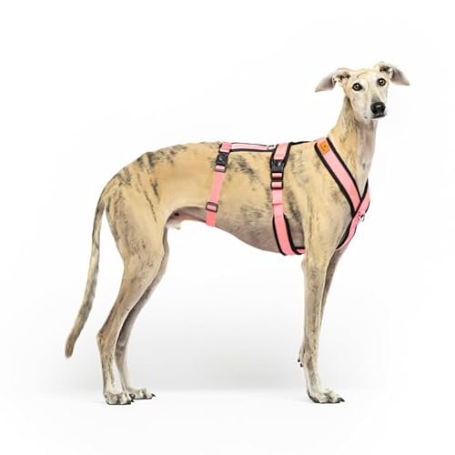 3-Punkt-Gurtsystem, Anti-Ziehen, ideal für Lebreles: Italienischer Windhund, Whippet, Windhund, Podenco - sicher, atmungsaktiv und langlebig beim Gehen, Training und Laufen, Rosa, Größe S von candyPet