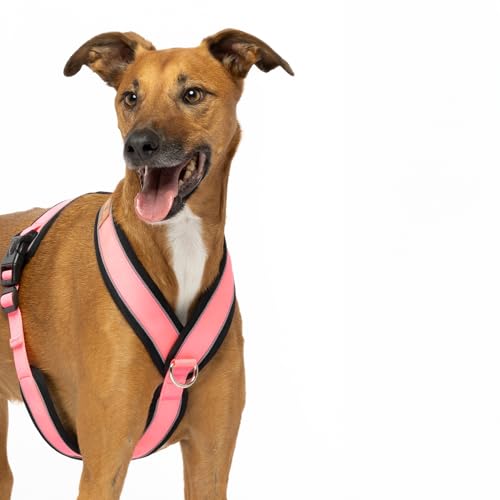 3-Punkt-Gurt mit Anti-Ziehen, ideal für Lebreles: Italienischer Windhund, Whippet, Windhund, Podenco – sicher, atmungsaktiv und langlebig beim Gehen, Training und Laufen, Rosa, Größe XS von candyPet