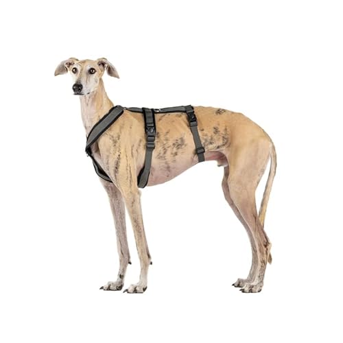 3-Punkt-Gurt mit Anti-Ziehen, ideal für Lebreles: Italienischer Windhund, Whippet, Windhund, Podenco - sicher, atmungsaktiv und langlebig, perfekt zum Wandern, Training und Laufen, Anthrazit, XL von candyPet