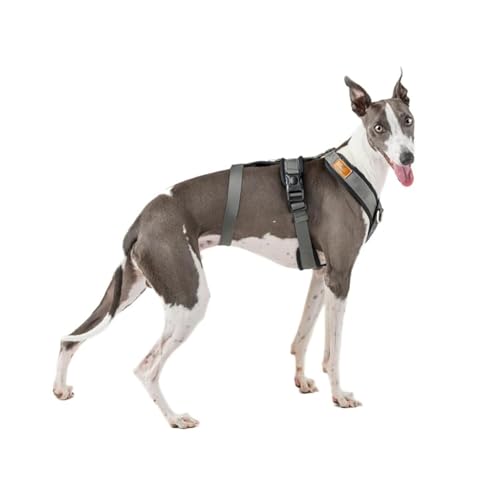 3-Punkt-Gurt, Anti-Ziehen, ideal für Lebreles: Italienischer Windhund, Whippet, Windhund, Podenco - sicher, atmungsaktiv und langlebig, perfekt zum Wandern, Training und Laufen, Anthrazit, M von candyPet