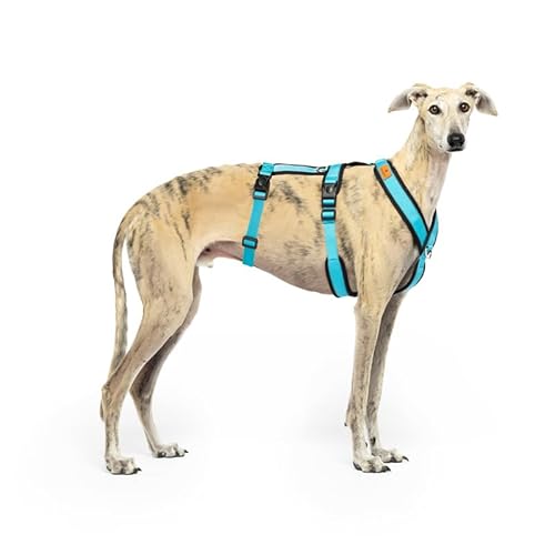 3-Punkt-Gurtsystem, Anti-Ziehen, ideal für Lebreles: Italienischer Windhund, Whippet, Windhund, Podenco - sicher, atmungsaktiv und langlebig beim Gehen, Training und Laufen, Himmelblau, XL von candyPet