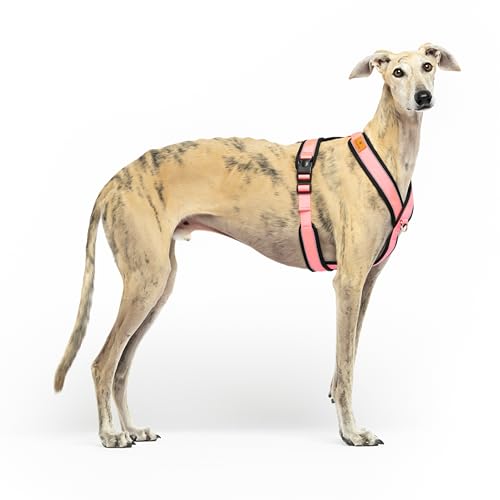 Reflektierendes Hundegeschirr in Y-Form, ideal für Lebreles: Italienischer Windhund, Whippet, Windhund, Podenco - sicher, atmungsaktiv und langlebig, perfekt zum Wandern, Training und Laufen, Rosa, M von candyPet