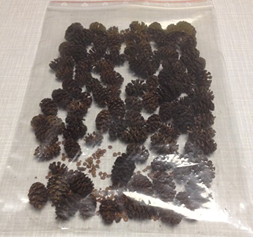 Erlenzapfen (100g) Schwarzerle, Alnus glutinosa, Black Alder Cones von catappa-leaves