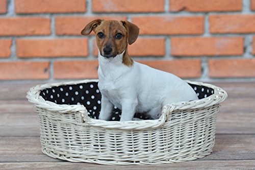 e-wicker24 Hundekorb aus Weide für Hund und Katze Hundebett Katzenbett mit Kissen Tierkorb geflochten Katzenkorb (100, Creme) von e-wicker24 Alles aus Weide