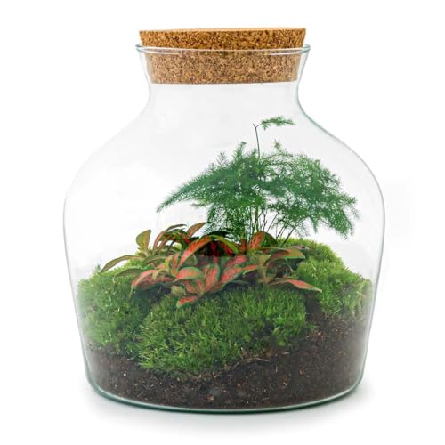 Flaschengarten Little Joe - DIY-Pflanzenterrarium - 21,5 cm - incl. Rechen, Schaufel, Pinzette und Schere von exotenherz