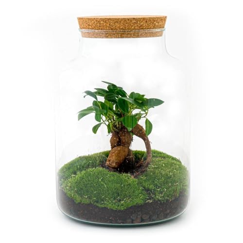 Flaschengarten Milky - DIY Pflanzenterrarium - 30 cm - mit Ficus Bonsai - incl. Rechen, Schaufel, Pinzette und Schere von exotenherz