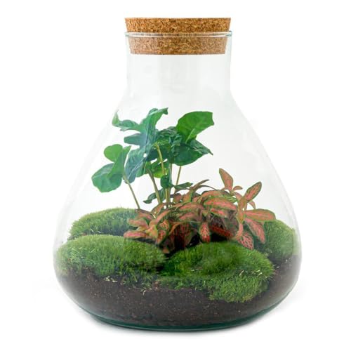 Flaschengarten Sammie - DIY-Pflanzenterrarium - 27cm - mit Kaffeepflanze - incl. Rechen. Schaufel, Pinzette und Schere von exotenherz