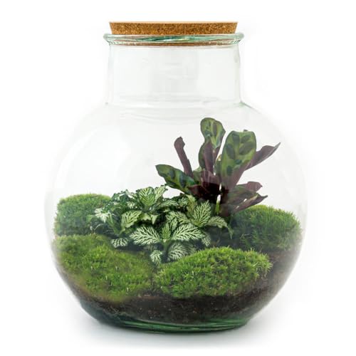 Flaschengarten Teddy - DIY-Pflanzen-Terrarium - 27cm hoch - mit Calathea-Pflanze - incl. Rechen, Schaufel, Pinzette und Schere von exotenherz