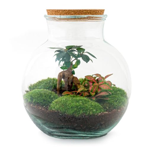 Flaschengarten Teddy - DIY-Pflanzen-Terrarium - 27cm hoch - mit Ficus Bonsai - incl. Rechen, Schaufel, Pinzette und Schere von exotenherz