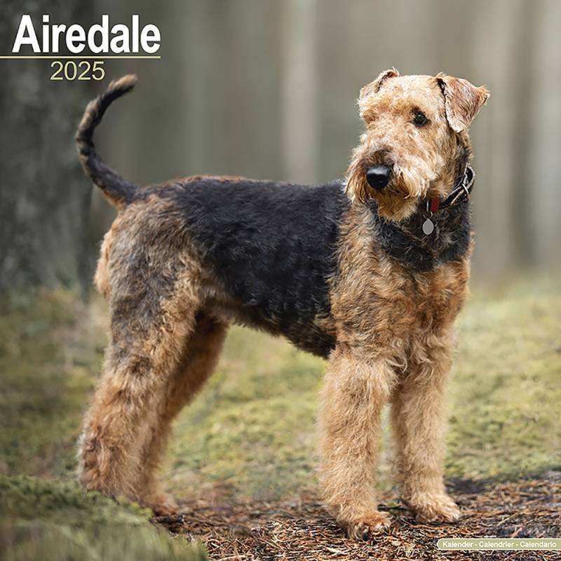 Hundekalender 2025 Airedale Terrier, Maße: ca. 30,5 x 30,5 cm von fehlt