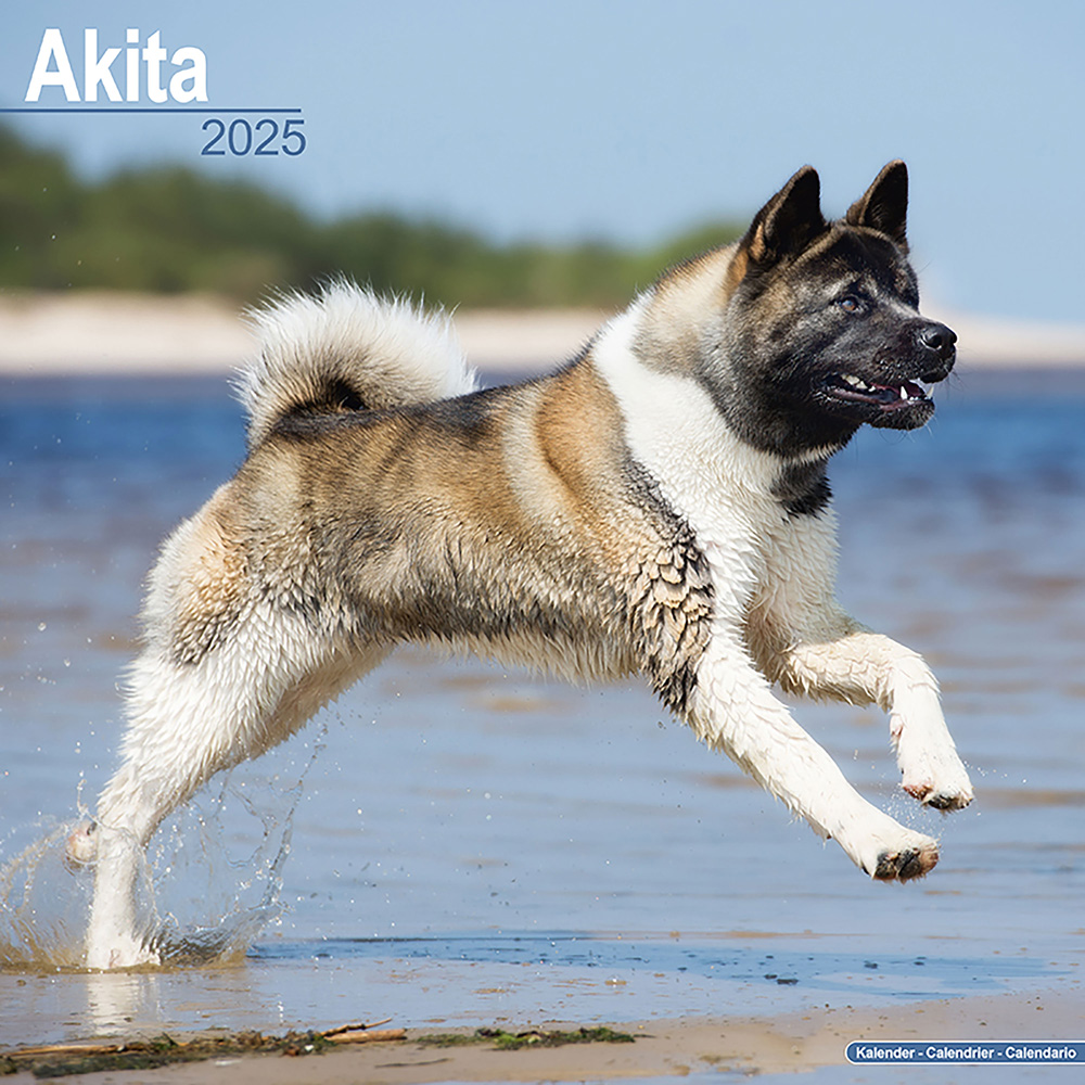 Hundekalender 2025 Akita, Maße: ca. 30,5 x 30,5 cm von fehlt