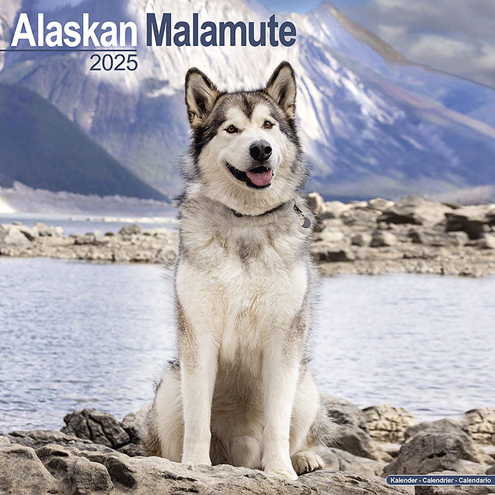 Hundekalender 2025 Alaska Malamute, Maße: ca. 30,5 x 30,5 cm von fehlt