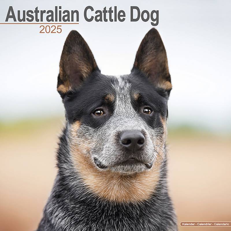 Hundekalender 2025 Australian Cattle Dog, Maße: ca. 30,5 x 30,5 cm von fehlt