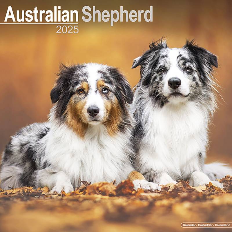 Hundekalender 2025 Australian Shepherd, Maße: ca. 30,5 x 30,5 cm von fehlt