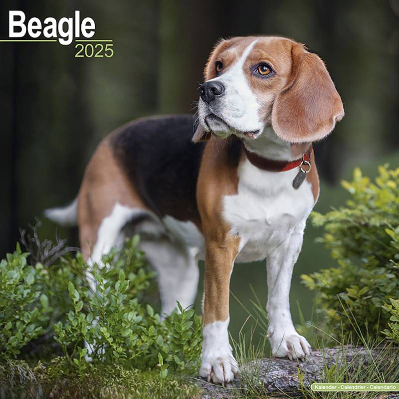 Hundekalender 2025 Beagle, Maße: ca. 30,5 x 30,5 cm von fehlt