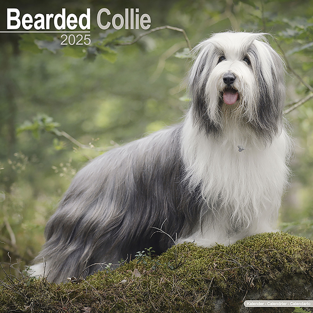 Hundekalender 2025 Bearded Collie, Maße: ca. 30,5 x 30,5 cm von fehlt