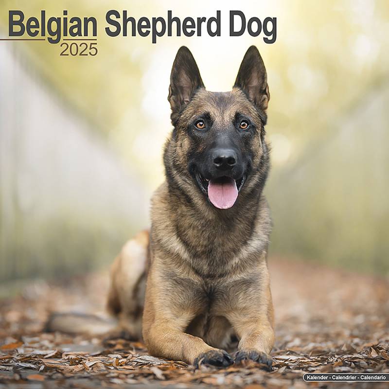 Hundekalender 2025 Belgischer Schäferhund, Maße: ca. 30,5 x 30,5 cm von fehlt