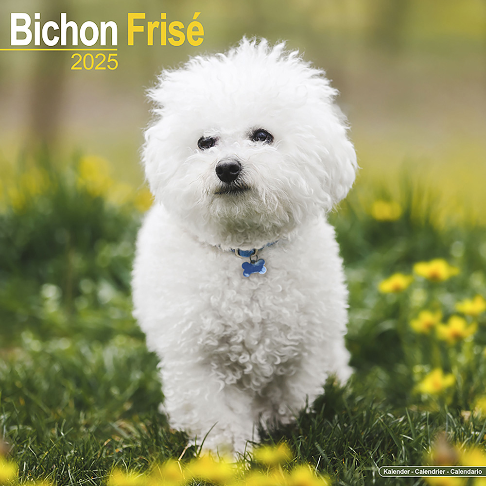 Hundekalender 2025 Bichon Frise, Maße: ca. 30,5 x 30,5 cm von fehlt