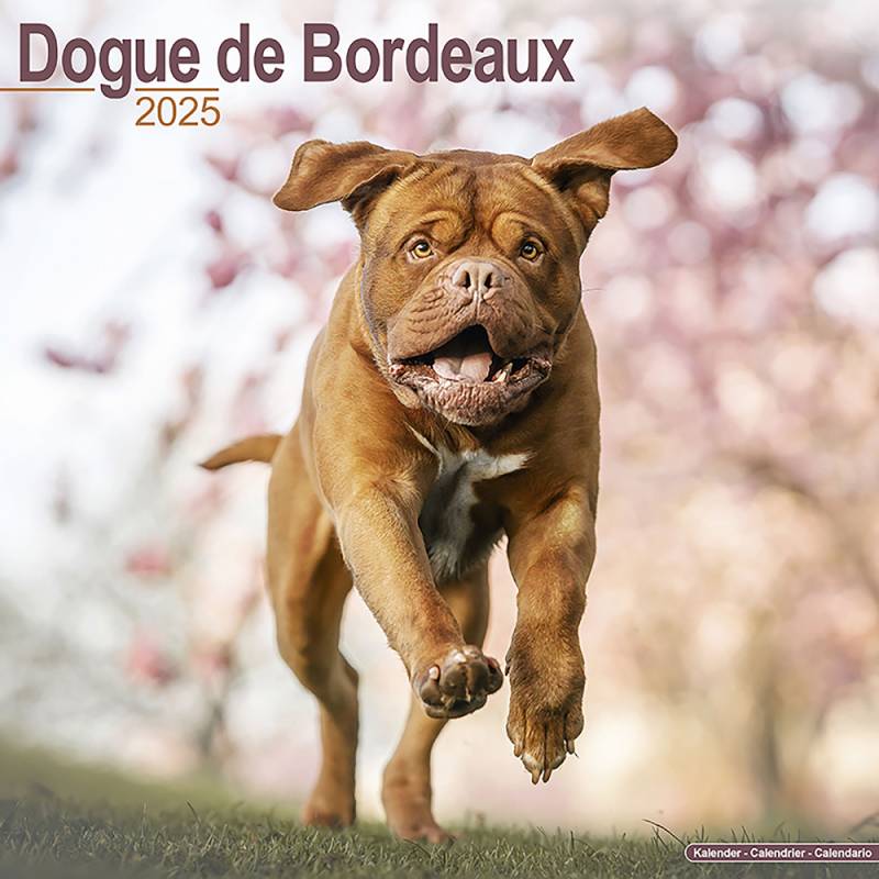 Hundekalender 2025 Bordeaux Dogge, Maße: ca. 30,5 x 30,5 cm von fehlt