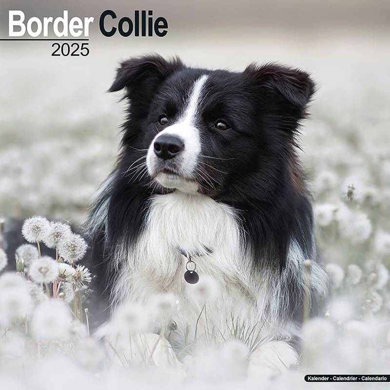 Hundekalender 2025 Border Collie, Maße: ca. 30,5 x 30,5 cm von fehlt