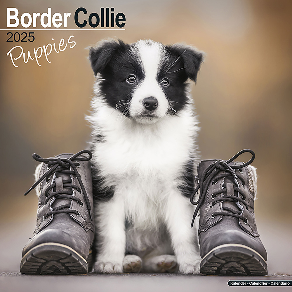 Hundekalender 2025 Border Collie Welpen von fehlt