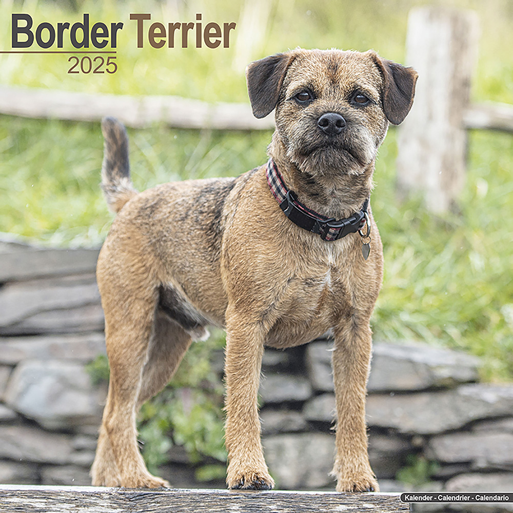 Hundekalender 2025 Border Terrier, Maße: ca. 30,5 x 30,5 cm von fehlt