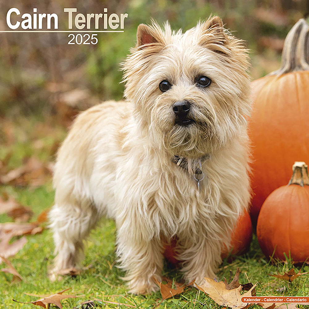 Hundekalender 2025 Cairn Terrier, Maße: ca. 30,5 x 30,5 cm von fehlt