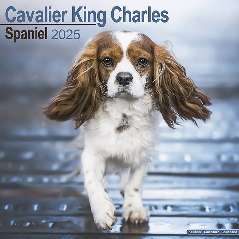 Hundekalender 2025 Cavalier King Charles, Maße: ca. 30,5 x 30,5 cm von fehlt