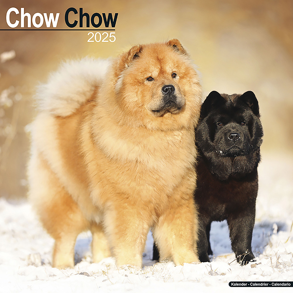 Hundekalender 2025 Chow Chow von fehlt