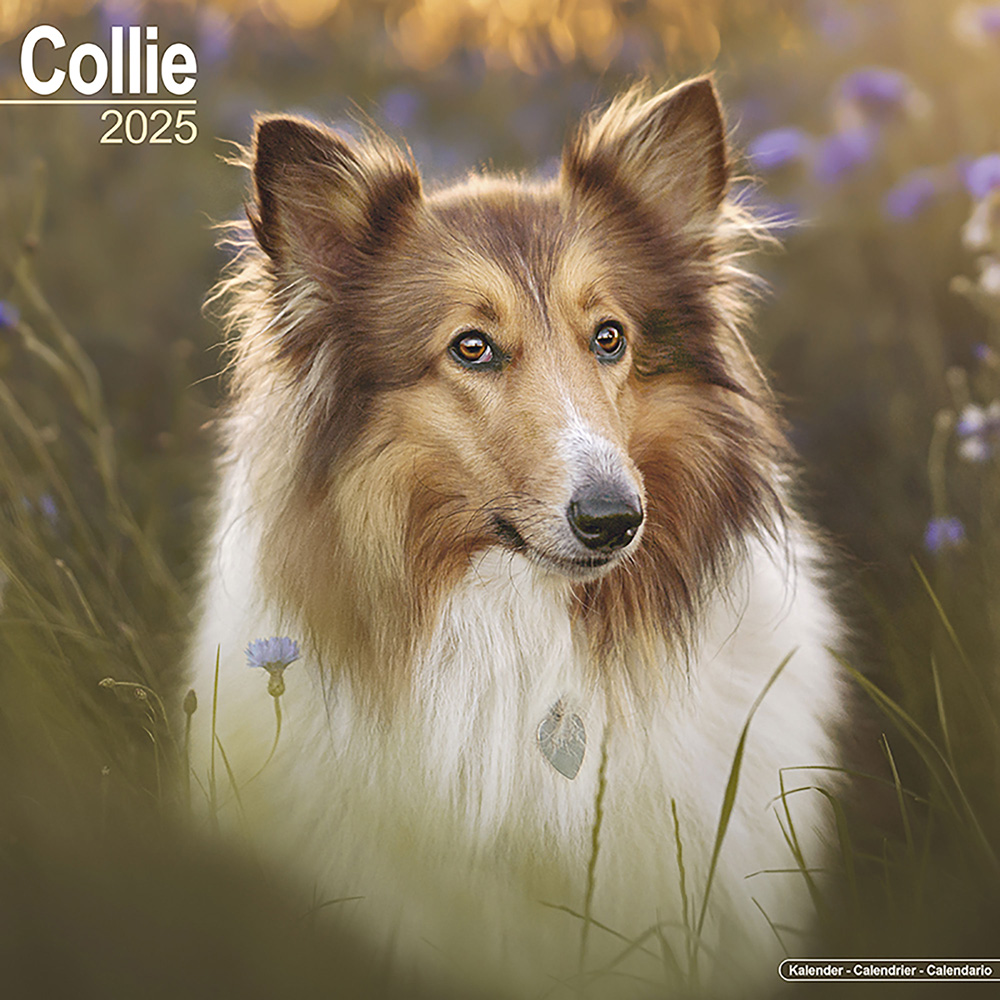 Hundekalender 2025 Collie, Maße: ca. 30,5 x 30,5 cm von fehlt