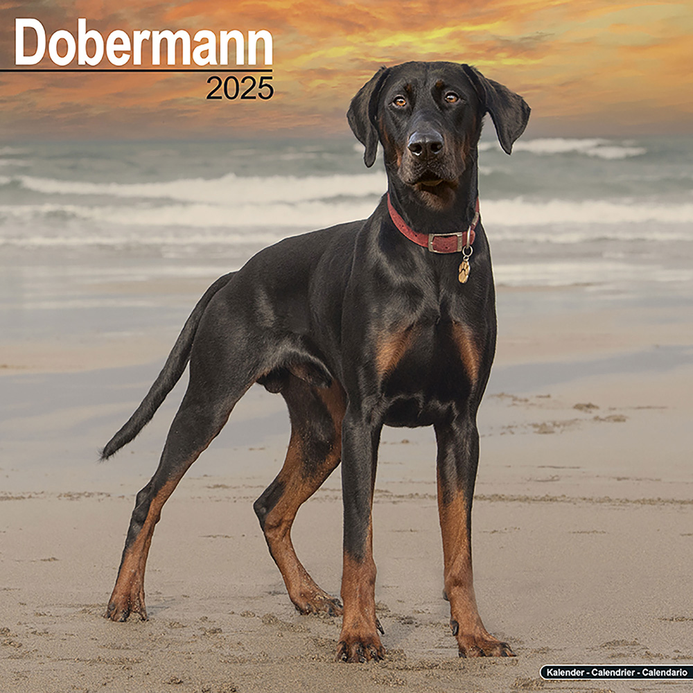 Hundekalender 2025 Dobermann, Maße: ca. 30,5 x 30,5 cm von fehlt