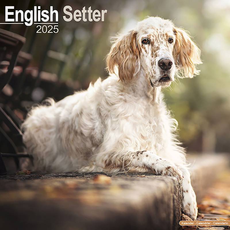 Hundekalender 2025 Englischer Setter, Maße: ca. 30,5 x 30,5 cm von fehlt