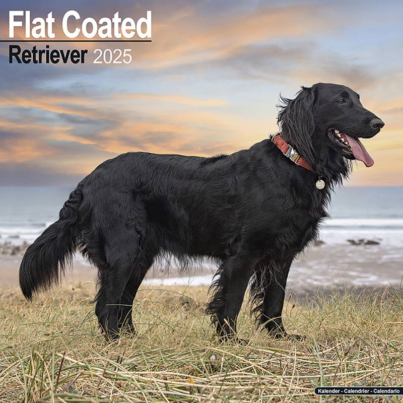 Hundekalender 2025 Flatcoated Retriever, Maße: ca. 30,5 x 30,5 cm von fehlt