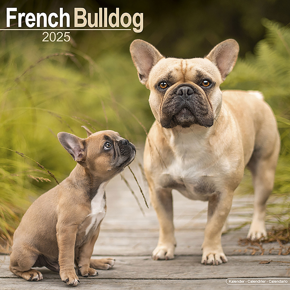 Hundekalender 2025 Französische Bulldogge, Maße: ca. 30,5 x 30,5 cm von fehlt