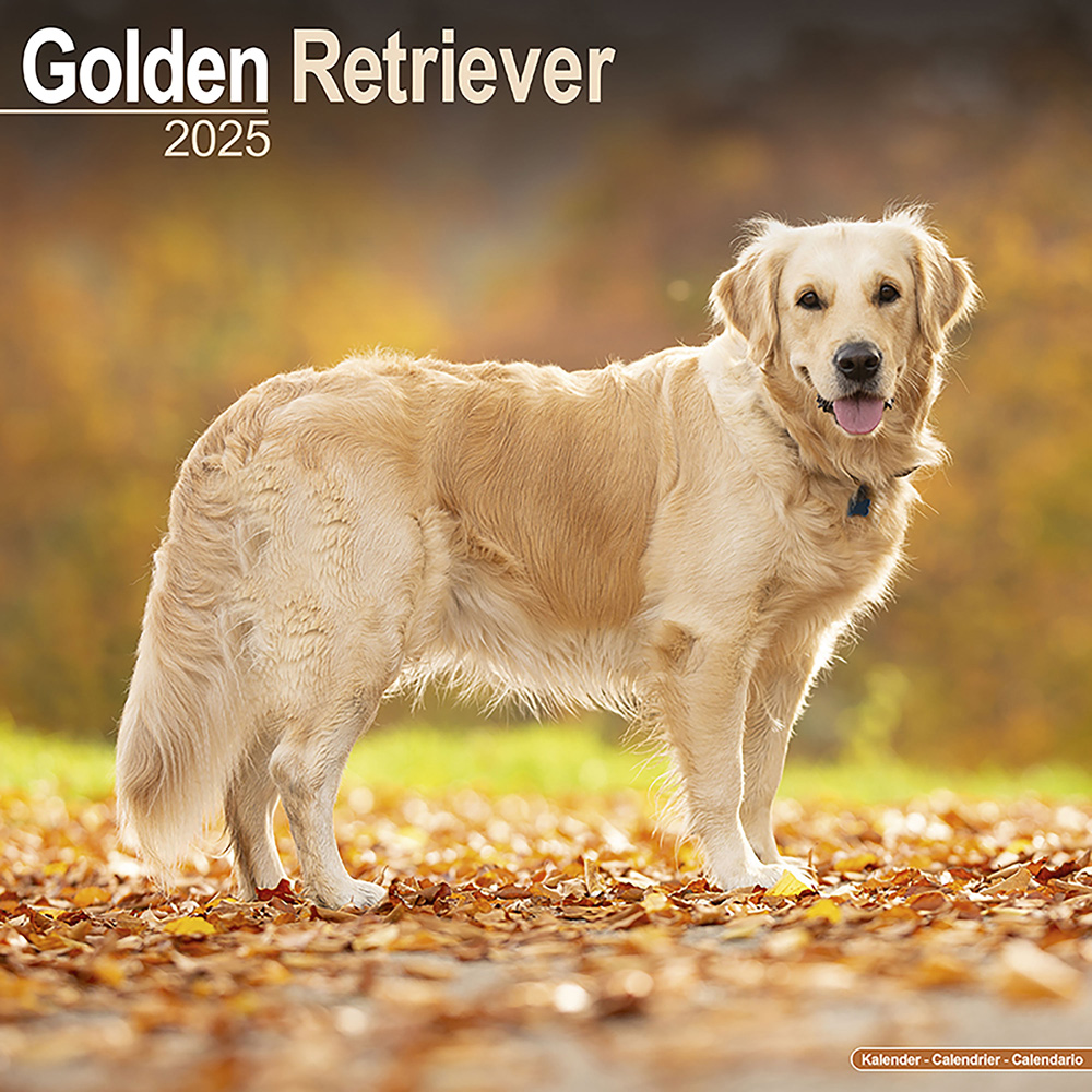 Hundekalender 2025 Golden Retriever, Maße: ca. 30,5 x 30,5 cm von fehlt