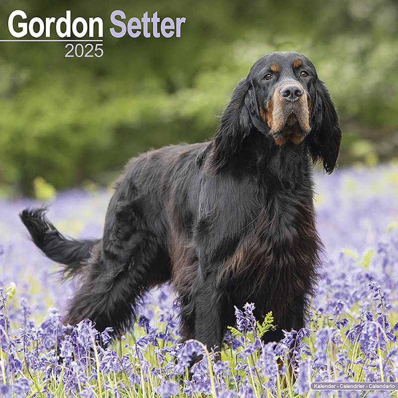 Hundekalender 2025 Gordon Setter, Maße: ca. 30,5 x 30,5 cm von fehlt