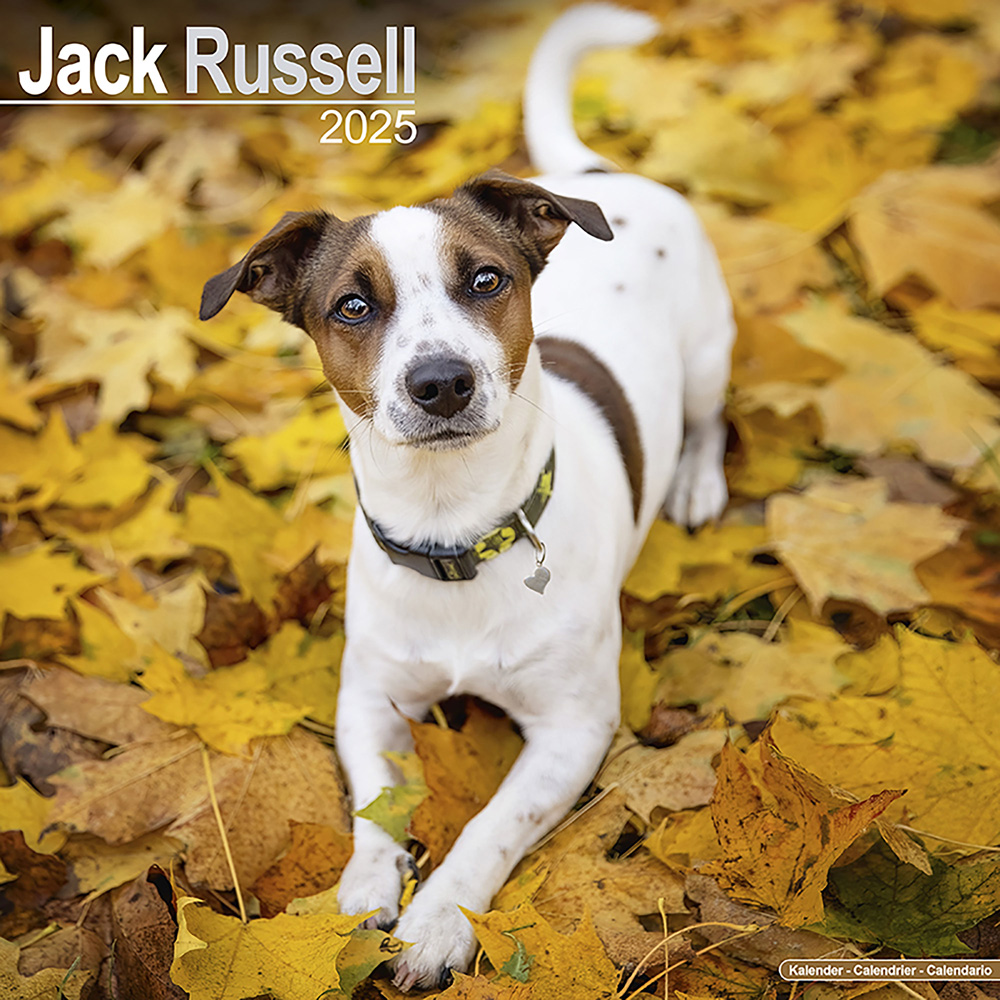 Hundekalender 2025 Jack Russell Terrier, Maße: ca. 30,5 x 30,5 cm von fehlt