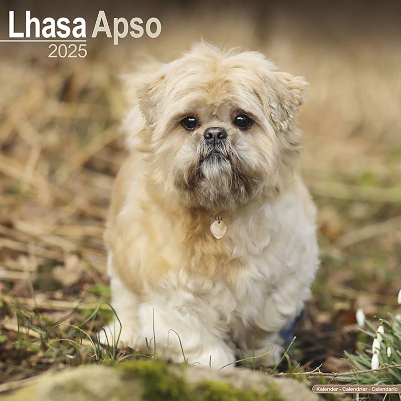 Hundekalender 2025 Lhasa Apso, Maße: ca. 30,5 x 30,5 cm von fehlt