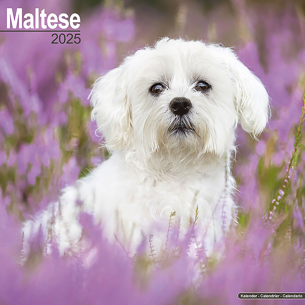 Hundekalender 2025 Malteser Terrier, Maße: ca. 30,5 x 30,5 cm von fehlt