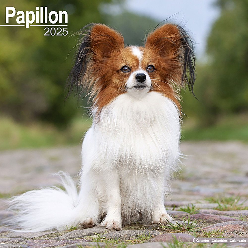 Hundekalender 2025 Papillon, Maße: ca. 30,5 x 30,5 cm von fehlt