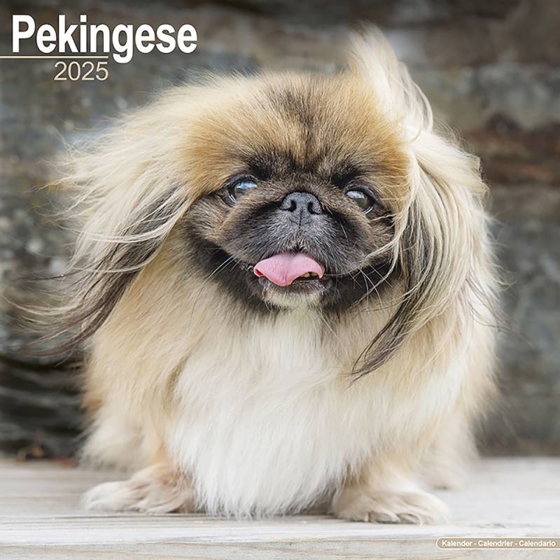 Hundekalender 2025 Pekinese, Maße: ca. 30,5 x 30,5 cm von fehlt