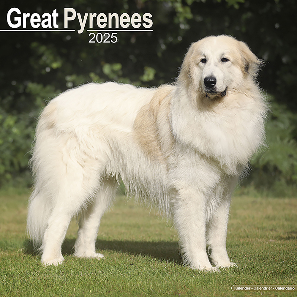 Hundekalender 2025 Pyrenean Mountain Dog, Maße: ca. 30,5 x 30,5 cm von fehlt