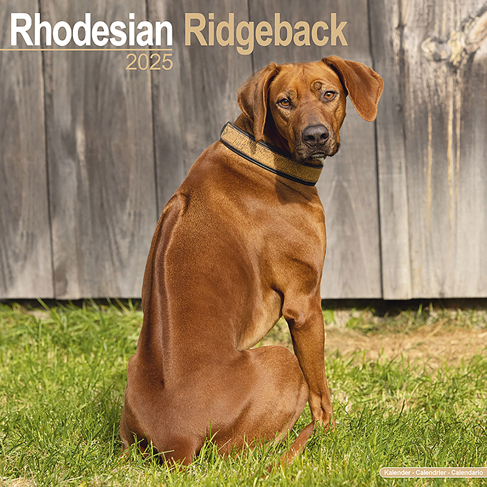 Hundekalender 2025 Rhodesian Ridgeback, Maße: ca. 30,5 x 30,5 cm von fehlt