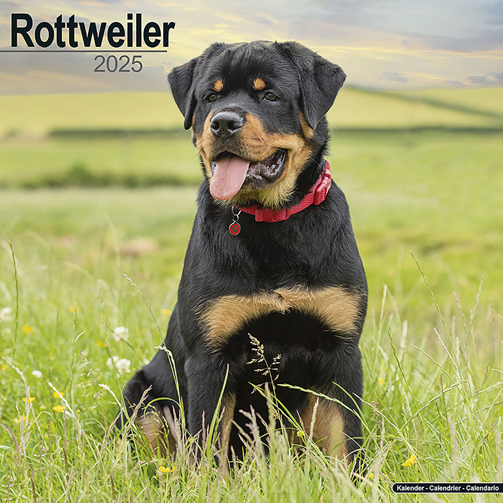 Hundekalender 2025 Rottweiler, Maße: ca. 30,5 x 30,5 cm von fehlt