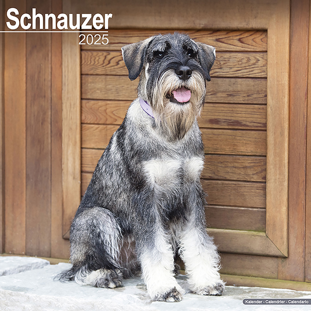 Hundekalender 2025 Schnauzer, Maße: ca. 30,5 x 30,5 cm von fehlt