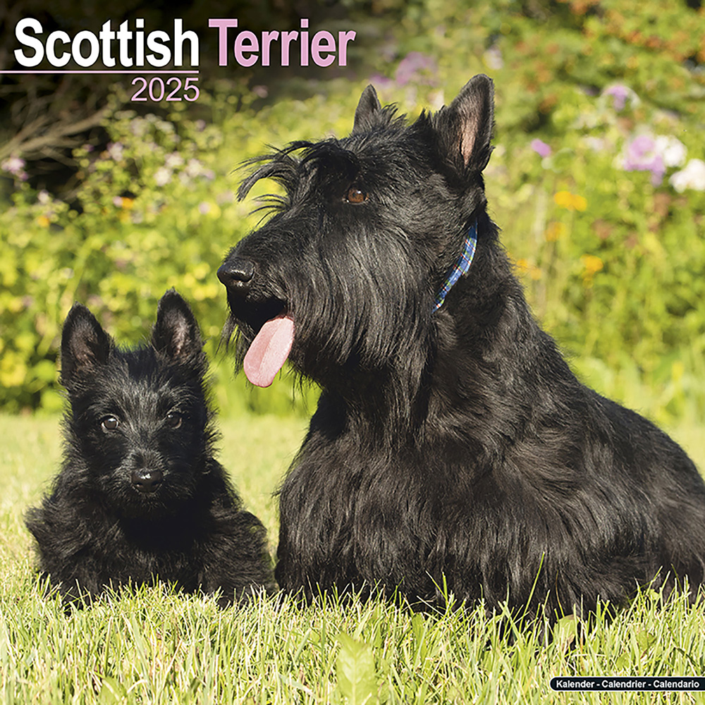 Hundekalender 2025 Scottish Terrier, Maße: ca. 30,5 x 30,5 cm von fehlt